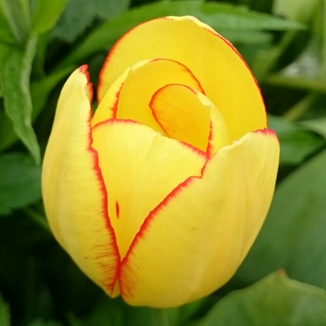 Tulipa 'Georgette'