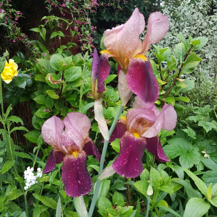 Plant image Iris x germanica 'Indian Chief'