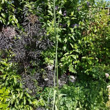 Allium 'Summer Drummer'