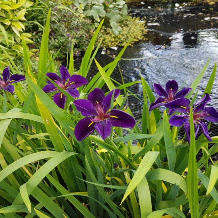 Plant image Iris 'Black Gamecock'