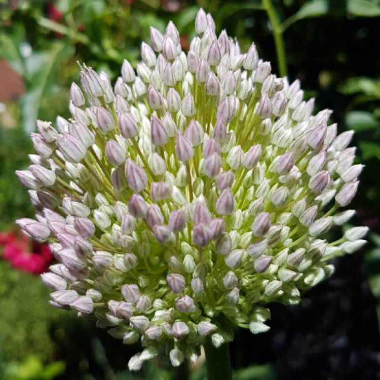 Plant image Allium 'Summer Drummer'