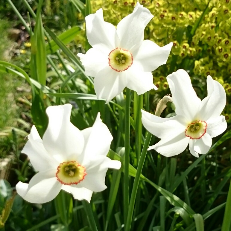 Narcissus poeticus var. recurvus syn. Narcissus 'Pheasant's Eye'