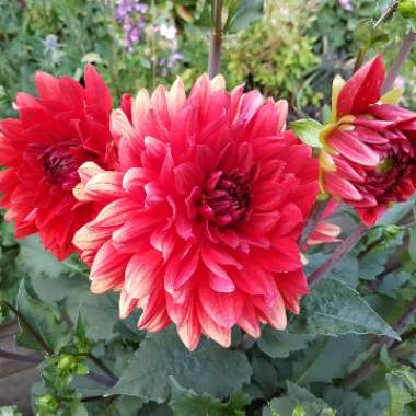 Dahlia 'Arabian Night'