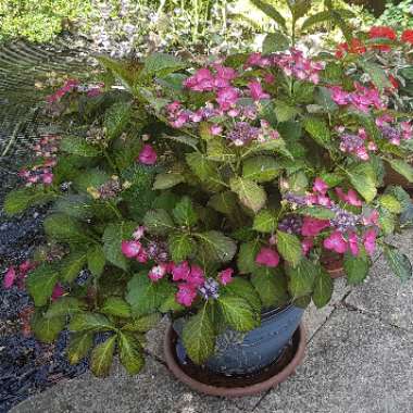 Hydrangea macrophylla 'Dark Angel' (Black Diamonds Series) syn. Hydrangea macrophylla 'Dark Angel Purple', Hydrangea macrophylla 'Dark Purple'