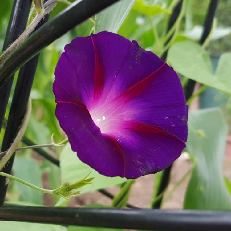 Plant image Ipomoea indica