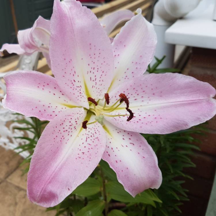 Plant image Lilium 'Mona Lisa'