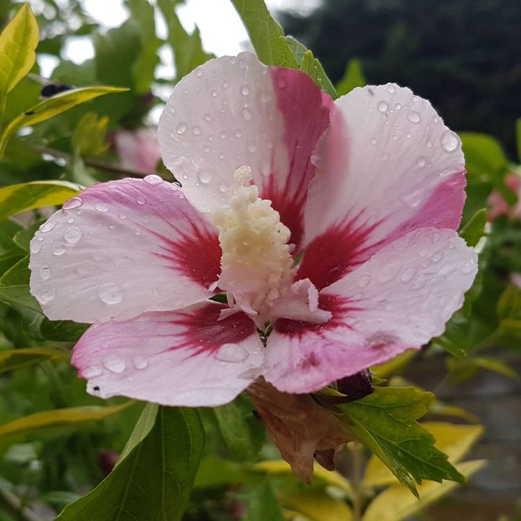 Plant image Hibiscus syriacus 'Hamabo'