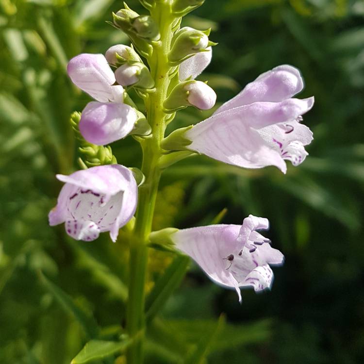 Plant image Physostegia virginiana 'Bouquet Rose'