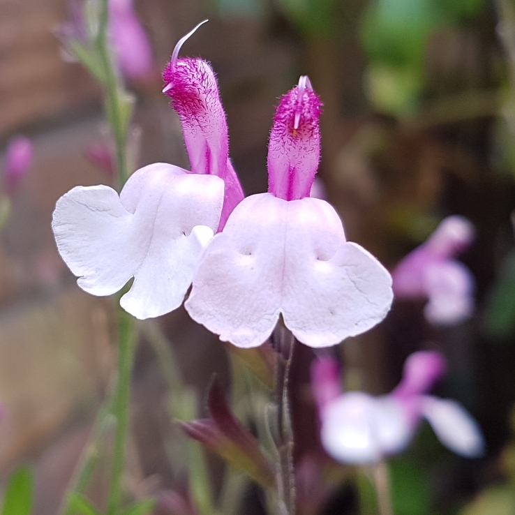 Plant image Salvia 'Dyson's Joy'