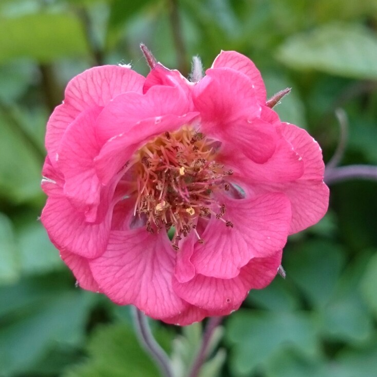 Plant image Geum rivale 'Leonard's Variety'