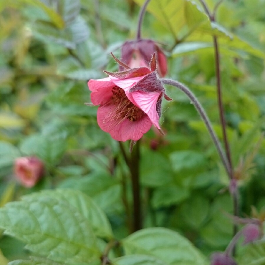 Plant image Geum rivale 'Leonard's Variety'