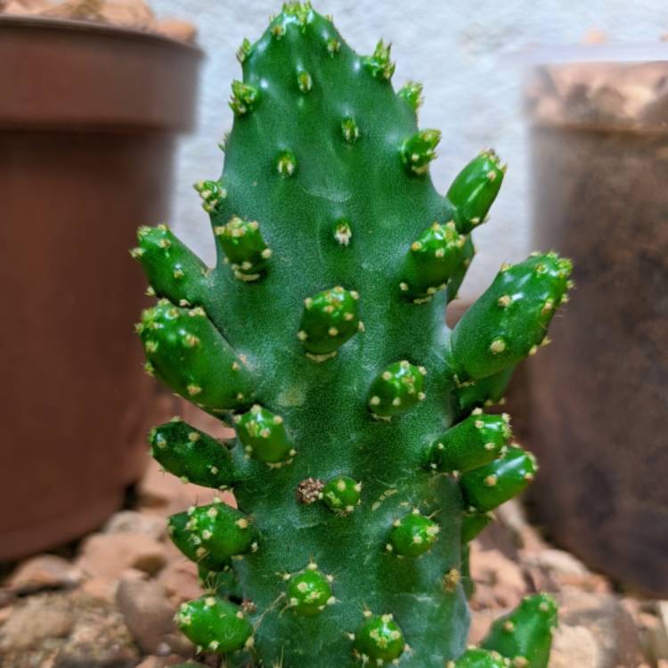 Plant image Opuntia monacantha