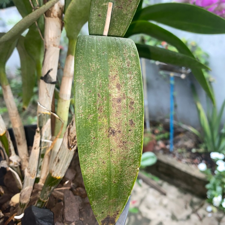 Plant image Arundina graminifolia