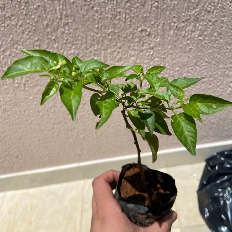 Plant image Capsicum Frutescens 'Piri Piri'