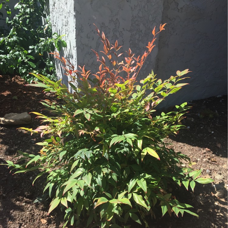 Plant image Nandina Domestica 'Woods Dwarf'