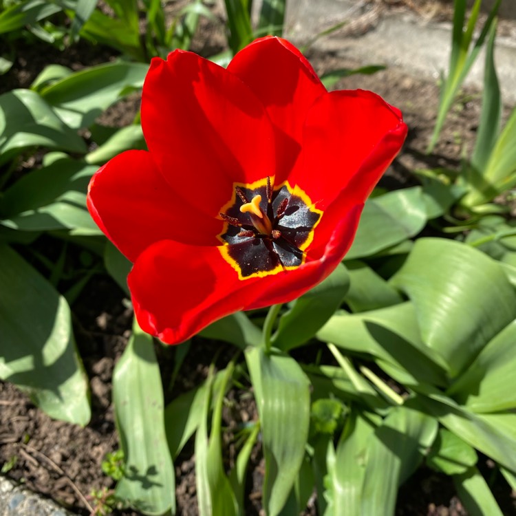 Plant image Tulipa didieri