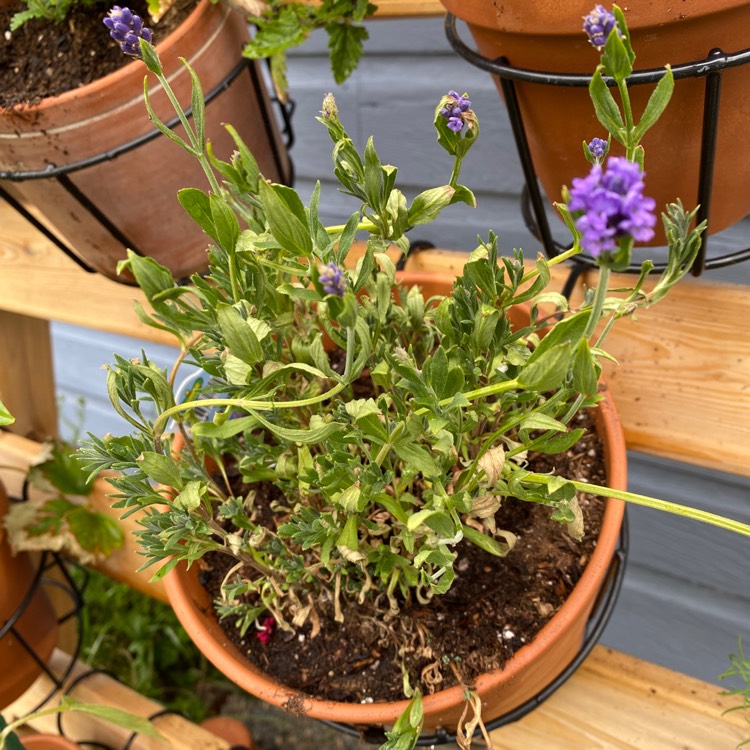 Plant image Lavandula 'Felicia'