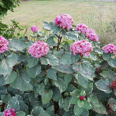 Clerodendrum bungei 'Pink Diamond'