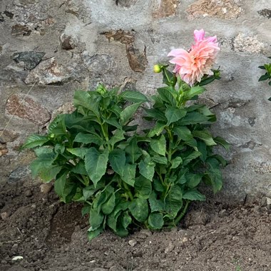 Border Dahlia