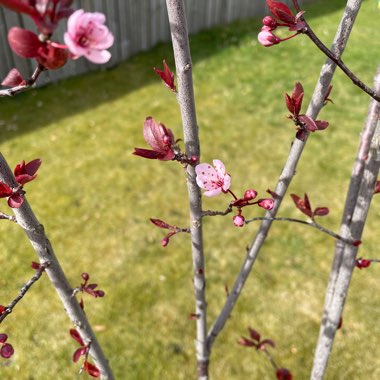 Flowering Cherry 'Accolade'