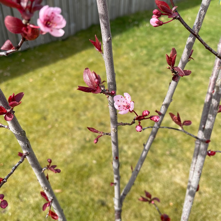 Plant image Prunus 'Accolade'