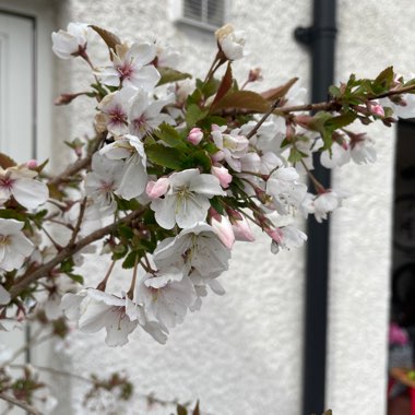 Flowering Cherry 'Accolade'