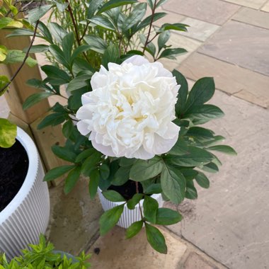 Peony 'Alertie' (Herbaceous)