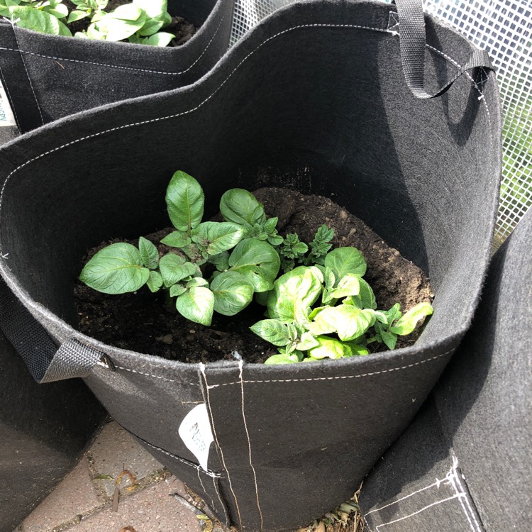 Plant image Solanum tuberosum 'Red Pontiac'