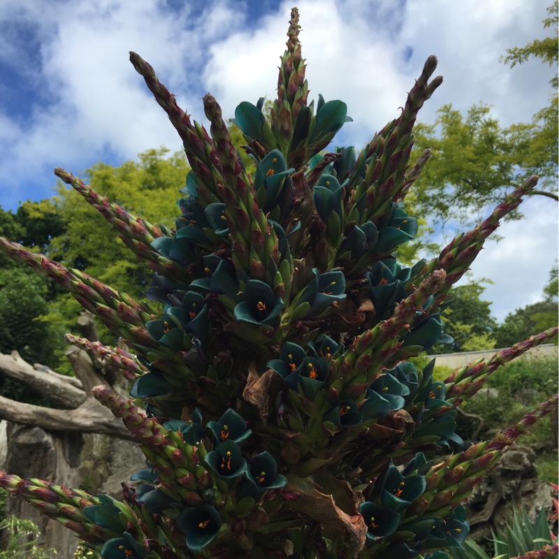 Plant image Puya Berteroniana