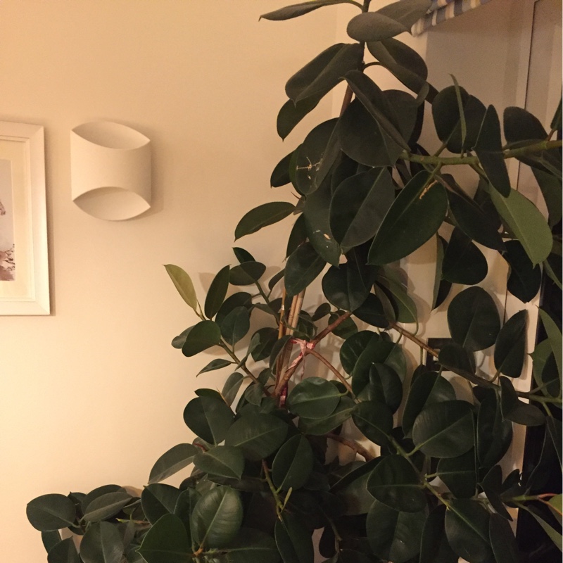 Plant image Ficus benjamina 'Starlight'