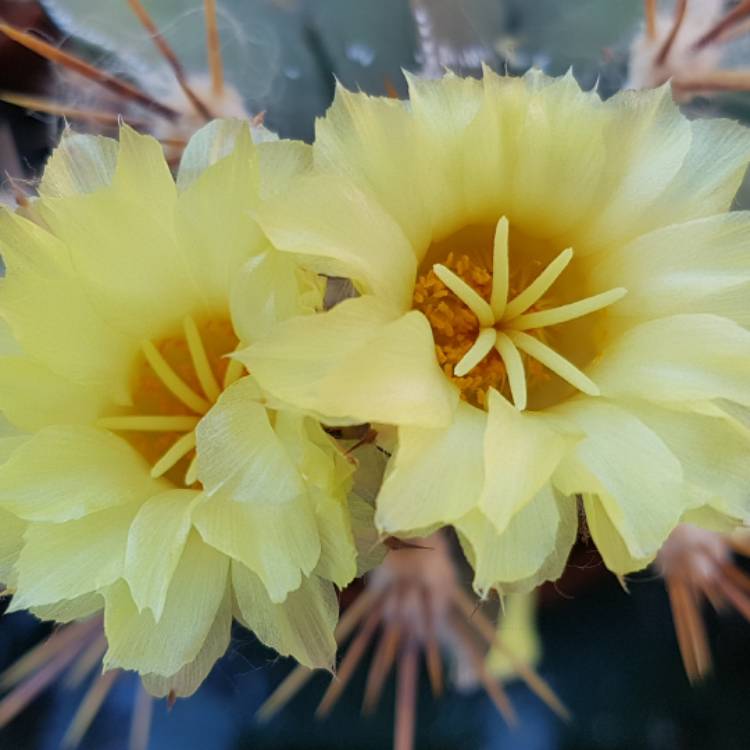 Plant image Astrophytum Ornatum