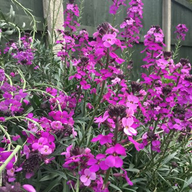 Wallflower 'Bowles's Mauve'