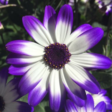 Florist's Cineraria 'Senetti Blue Bicolor'