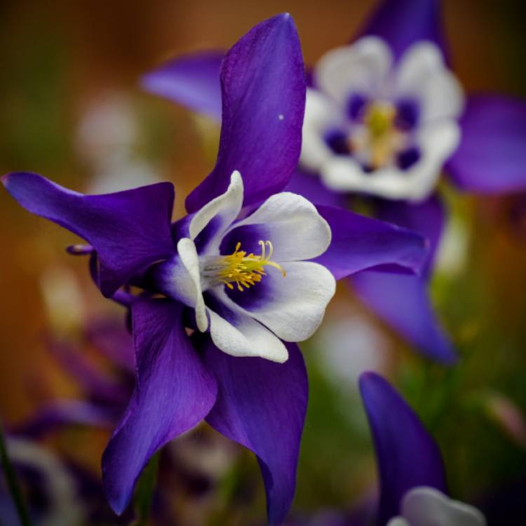 Plant image Aquilegia vulgaris 'Winky Blue And White'