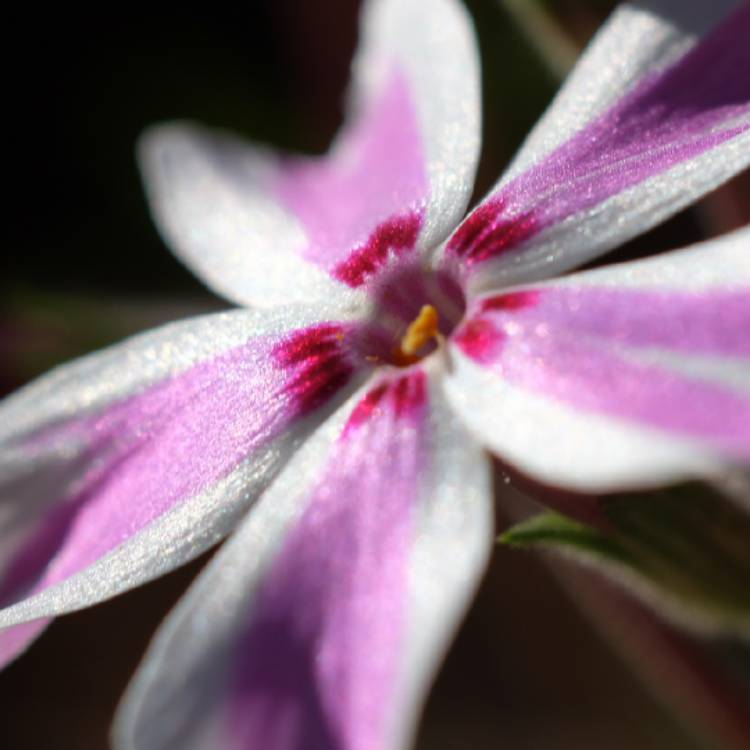 Plant image Phlox subulata 'Candy Stripe' syn. Phlox subulata 'Tamaongalei', Phlox subulata 'Mikado', Phlox subulata 'Kimono'