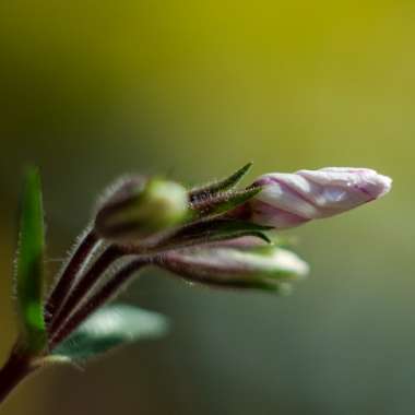 Moss Phlox 'Candy Stripe'