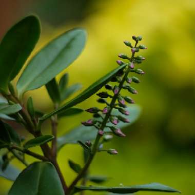 Shrubby Veronica