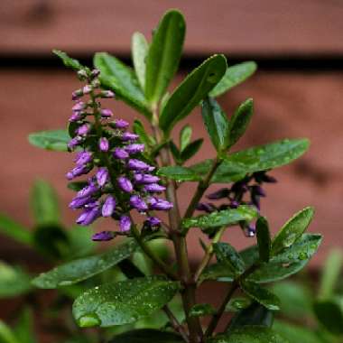 Shrubby Veronica