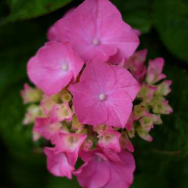 Hydrangea 'Altona'