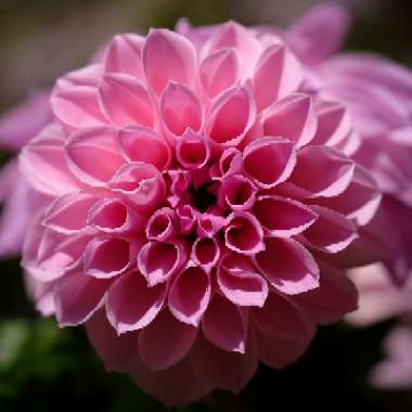 Bedding Dahlia