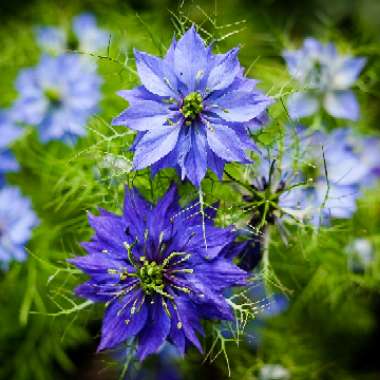 Love-In-a-Mist 'Moody Blues'