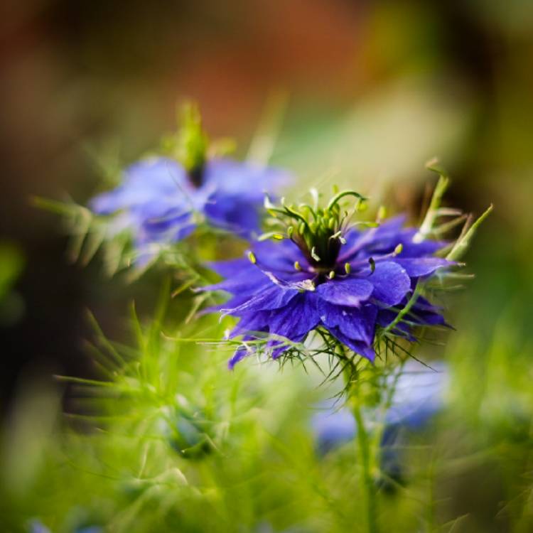 Plant image Nigella damascena 'Moody Blues' (Mix)