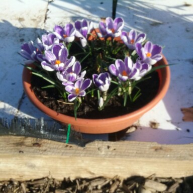 Crocus (Spring)