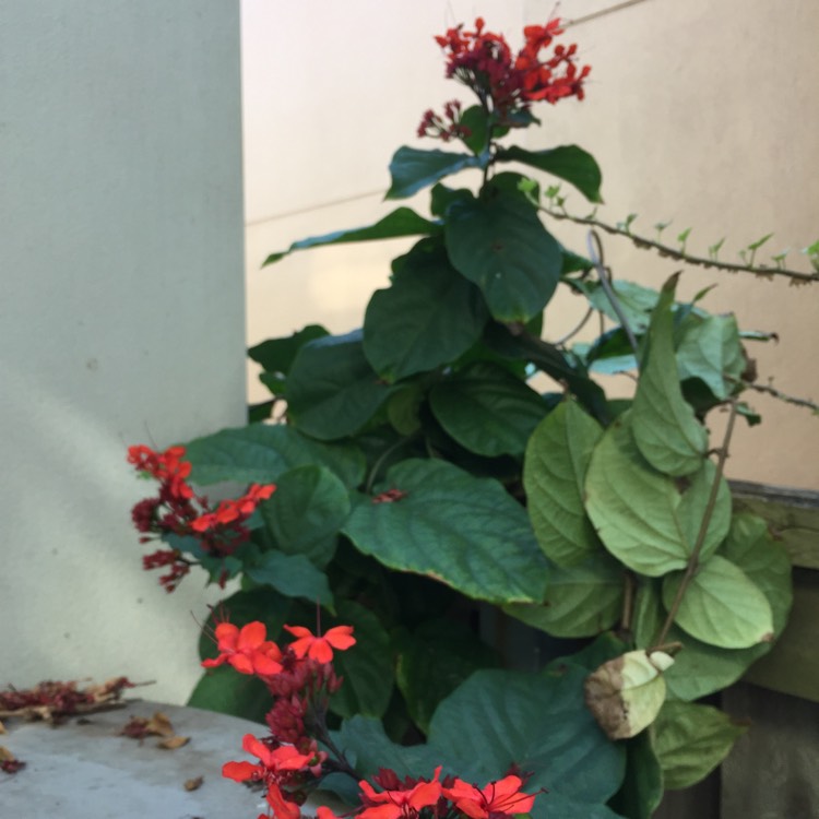 Plant image Clerodendrum splendens