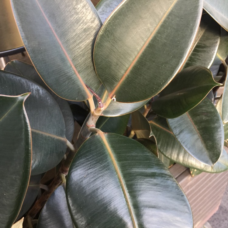 Plant image Ficus elastica 'Robusta'