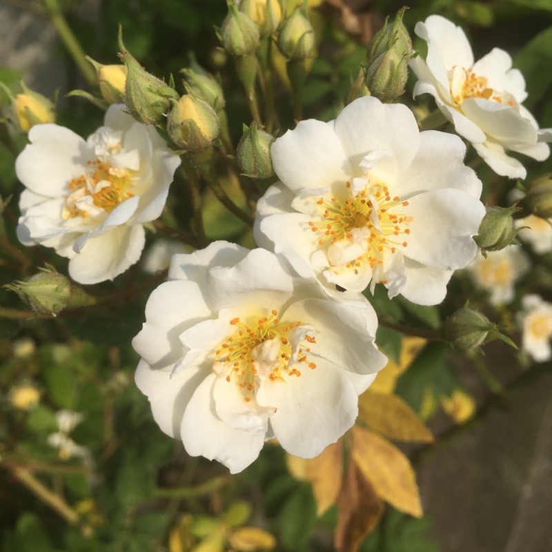 Plant image Rosa 'Rambling Rector'