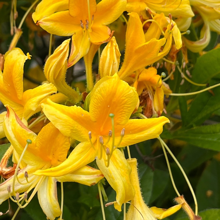 Plant image Rhododendron austrinum