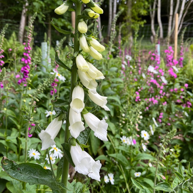 Plant image Digitalis purpurea 'Alba'