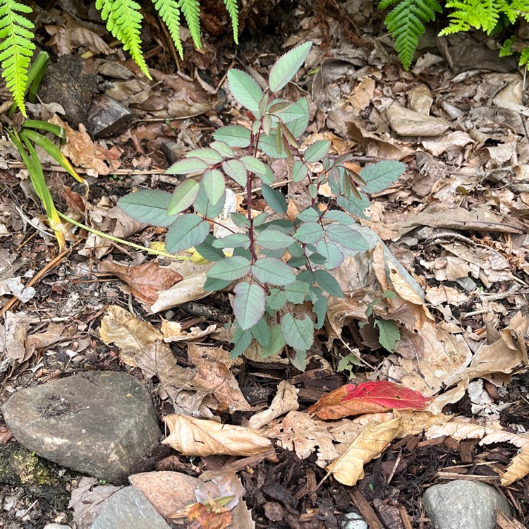 Plant image Rosa glauca syn. Rosa rubrifolia, Rosa ferruginea