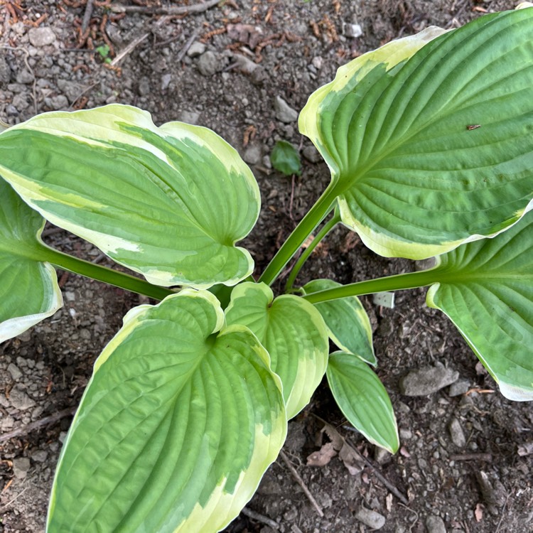 Plant image Hosta 'Aureomarginata' (ventricosa) syn. Hosta ventricosa 'Aureomarginata', Hosta 'Variegata' (ventricosa), Hosta 'Ventricosa Variegata'